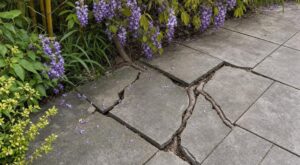 Vos dalles se soulèvent sans raison : ces 4 plantes que vous chouchoutez à 50 cm ruinent votre terrasse