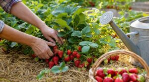 Vos fraises restent minuscules ? Ces 4 gestes simples les font doubler de taille si vous évitez cette erreur