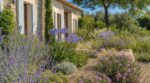 Vos hortensias grillent chaque été ? Ces 3 plantes mauves les remplacent presque sans arrosage en canicule