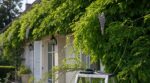 Votre glycine ne fleurit presque pas ? Non, ce n’est pas l’engrais : ce geste oublié de juillet la prive de fleurs