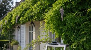 Votre glycine ne fleurit presque pas ? Non, ce n’est pas l’engrais : ce geste oublié de juillet la prive de fleurs