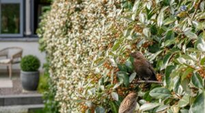 Votre haie de thuyas grille chaque été ? Cet arbuste méconnu la remplace et attire une foule d’oiseaux