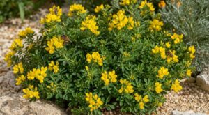Votre jardin grille chaque été ? Cet arbuste jaune au parfum de miel supporte la sécheresse sans broncher
