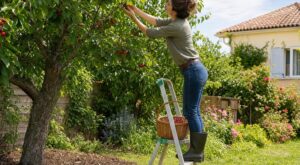 Vous avez un cerisier au jardin ? Ce rituel après la dernière cueillette sauve votre prochaine récolte
