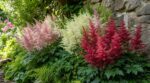 Vous avez un coin sombre au jardin ? Cette vivace d’ombre à planter maintenant le couvre de fleurs tout le printemps