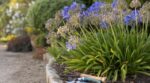 Agapanthe après floraison : ces 3 gestes à faire avant la fin de l&rsquo;été pour éviter l&rsquo;erreur qui ruine la floraison
