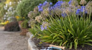 Agapanthe après floraison : ces 3 gestes à faire avant la fin de l&rsquo;été pour éviter l&rsquo;erreur qui ruine la floraison