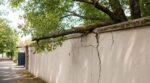 Arbre du voisin : ce détail que les élagueurs traquent peut fissurer votre mur et vous coûter plusieurs milliers d’euros