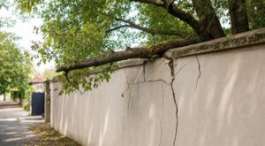 Arbre du voisin : ce détail que les élagueurs traquent peut fissurer votre mur et vous coûter plusieurs milliers d’euros