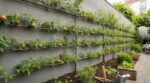 Arbres fruitiers : ce palissage malin évite l’erreur fréquente qui plombe vos récoltes pendant des années