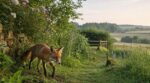 Arrêté ESOD août 2026 : renards et martres de nouveau traqués, ce geste discret au jardin peut encore les protéger
