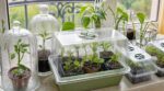 Arrêtez de perdre vos boutures : cette méthode 100 % gratuite des pépiniéristes multiplie toutes vos plantes