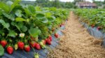 Arrêtez de replanter vos fraisiers tous les 3 ans : ce que font les maraîchers pour 6 saisons de récoltes