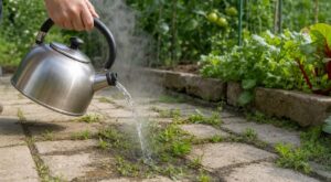 Arrêtez le vinaigre désherbant : les maraîchers utilisent désormais cette eau de cuisine pour sauver votre sol