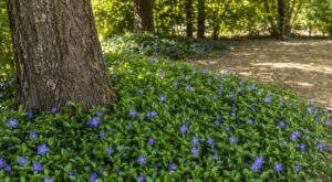 Au pied de vos arbres, ne laissez plus la terre nue : ce couvre-sol d’ombre survit à la canicule sans arrosage
