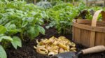 Au potager, ce geste oublié avec de simples épluchures stoppe un ver ravageur qui détruit vos légumes de l’intérieur
