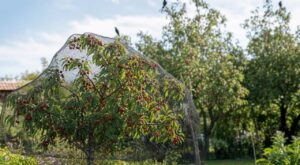 Avant de planter un cerisier, ne faites pas cette erreur courante qui laisse la plupart de vos cerises aux merles