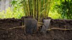 Bambous traçants au jardin : cette erreur avec un pot enterré que tout le monde fait les laisse filer partout