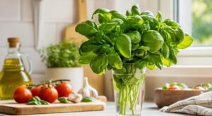 Basilic : si vous le mettez au frigo, vous faites une erreur, ce geste de marché le garde vert plus d’une semaine