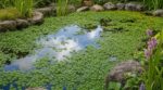 Bassin de jardin : cette plante aquatique spectaculaire peut étouffer votre bassin si vous oubliez ce geste simple