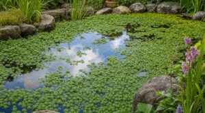Bassin de jardin : cette plante aquatique spectaculaire peut étouffer votre bassin si vous oubliez ce geste simple