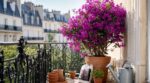 Bougainvillier en pot sur votre balcon : cette erreur que font tous les jardiniers peut vite plomber votre budget