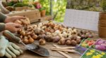 Bulbes de printemps : si vous attendez octobre c’est trop tard, voici le nouveau timing secret des pros