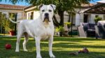 Bulldog américain : ce molosse protecteur et câlin que la loi ne classe pas dangereux, mais que beaucoup gèrent mal