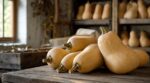 Butternuts : cette erreur sur la tige quand la peau est beige fait pourrir toute votre récolte avant l’hiver