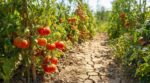 Canicule : au-delà de 35 °C, seules ces variétés de tomates continuent à donner des fruits dans votre potager