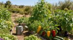 Canicule au potager : cette liste de légumes à planter à la place des tomates a sauvé toutes mes récoltes d&rsquo;été