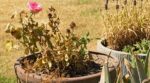 Canicule : avant d’arracher vos plantes grillées, faites ce geste de 10 secondes pour savoir si elles sont mortes