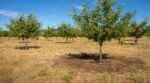 Canicule : ce fouillis au pied de vos arbres transforme votre verger en torche, et cette astuce peut le sauver