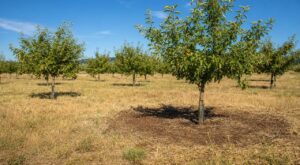 Canicule : ce fouillis au pied de vos arbres transforme votre verger en torche, et cette astuce peut le sauver