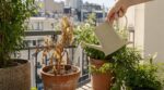Canicule : ce geste de 15 minutes peut sauver une plante de balcon qu&rsquo;on croyait complètement desséchée