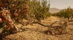 Canicule : ce phénomène méconnu fait casser les branches de vos arbres fruitiers d&rsquo;un coup, sans vent ni tempête