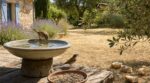 Canicule : ce réflexe avec les oiseaux du jardin que tout le monde croit salvateur met leur vie en danger