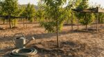 Canicule : ces gestes que les pépiniéristes vous supplient d&rsquo;arrêter, ils épuisent vos fruitiers en silence