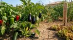 Canicule : ces légumes du soleil qui prospèrent à plus de 35°C quand vos salades grillent en quelques jours