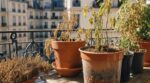 Canicule : cette couche au fond des pots fait dépérir vos plantes de balcon, les pépiniéristes n’en peuvent plus