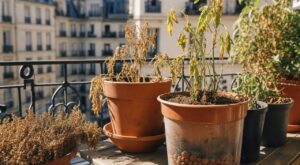 Canicule : cette couche au fond des pots fait dépérir vos plantes de balcon, les pépiniéristes n’en peuvent plus