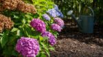 Canicule : cette erreur d’arrosage condamne vos hortensias, et le rituel qui les sauve sans gaspiller une goutte d’eau