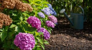 Canicule : cette erreur d’arrosage condamne vos hortensias, et le rituel qui les sauve sans gaspiller une goutte d’eau