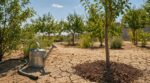 Canicule et sécheresse : ces gestes au jardin que presque tous les Français oublient pour sauver arbres et arbustes