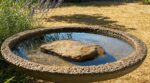 Canicule : les anciens posaient toujours cette pierre dans l&rsquo;abreuvoir, elle évite l&rsquo;erreur qui tue les oiseaux