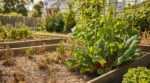 Canicule, sécheresse : ces 3 légumes oubliés continuent de pousser quand tout grille dans votre potager