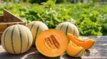 Ce fruit d’été du potager ultra hydratant booste vos défenses : la diététicienne vous dit quoi en faire cet été