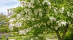 Ce grand arbre chinois qui fait fleurir des mouchoirs sublime un jardin si vous évitez cette erreur coûteuse