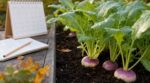 Ce légume racine reste dur et piquant chez vos voisins car ils font encore cette erreur au potager