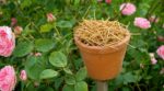Ce pot de fleurs rempli de paille dans les rosiers : les pucerons disparaissent, les pesticides restent au placard